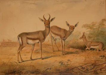 Persische Gazelle